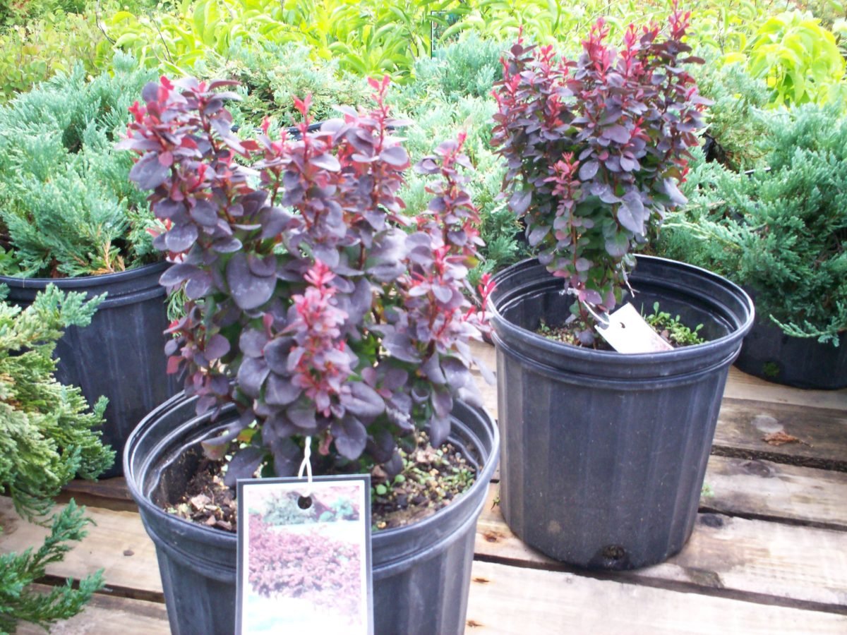 Concorder Something or Other