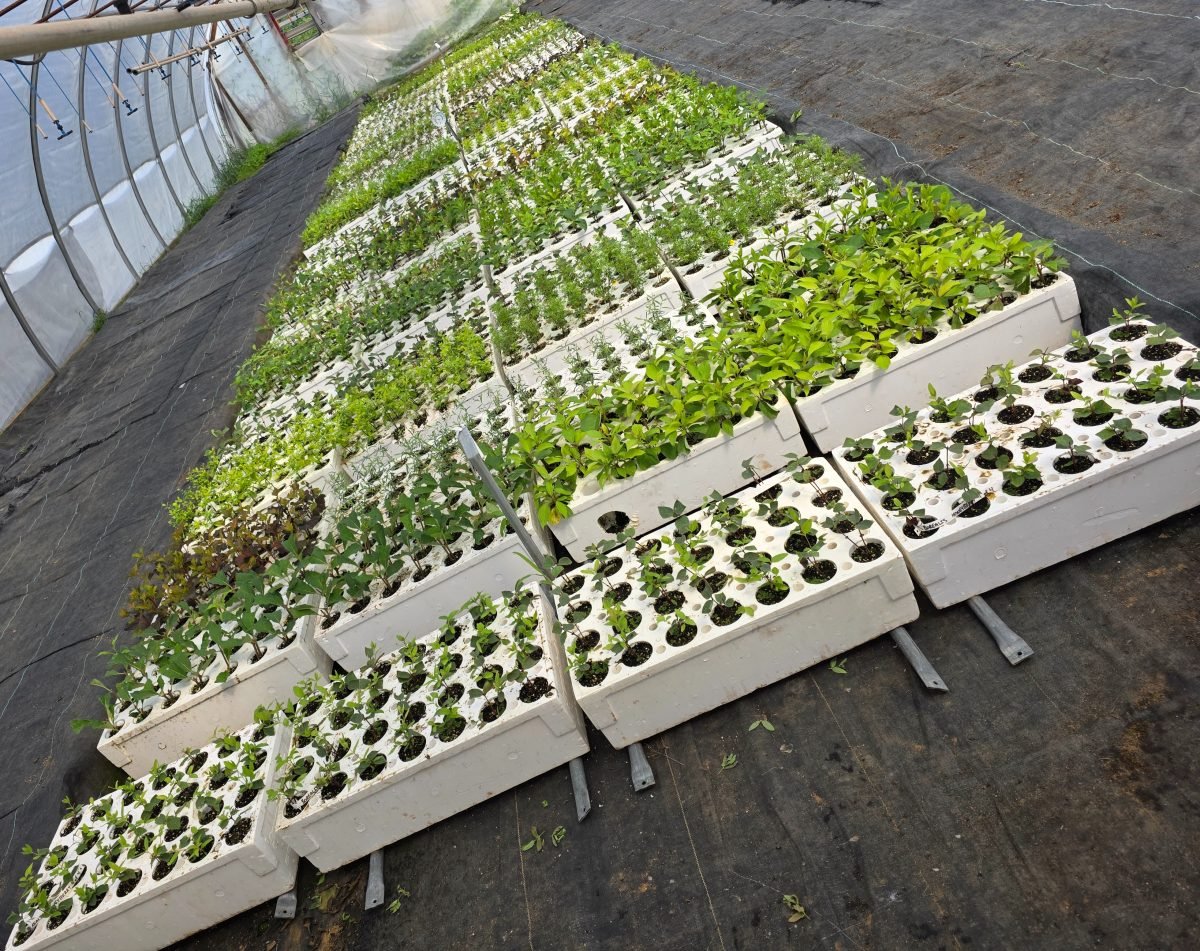 Propagation 2025, in the greenhouse.