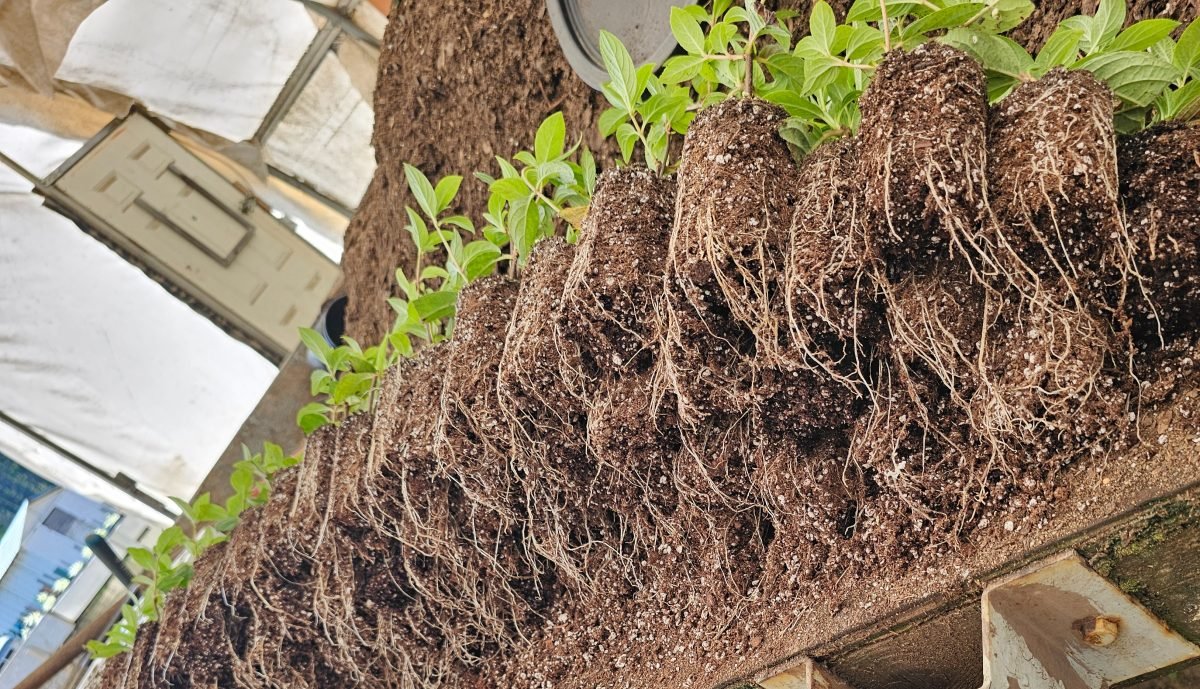 Excellent root quality, Propagation 2025