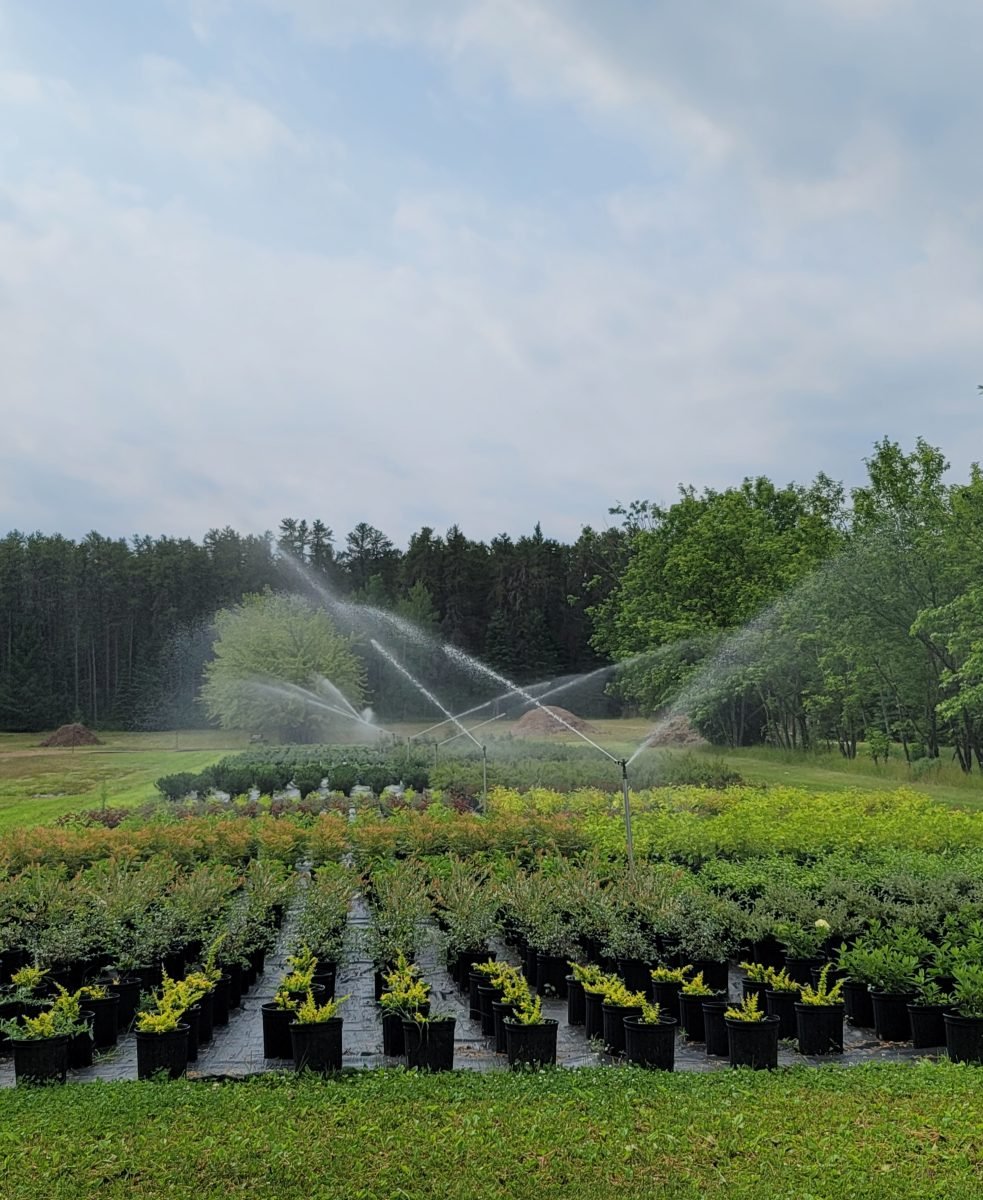 Yard 9 getting watered.