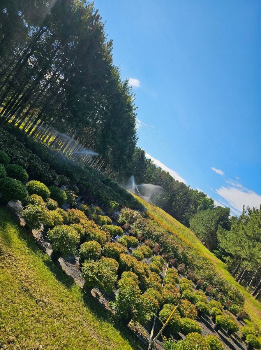 Yard 8 getting watered