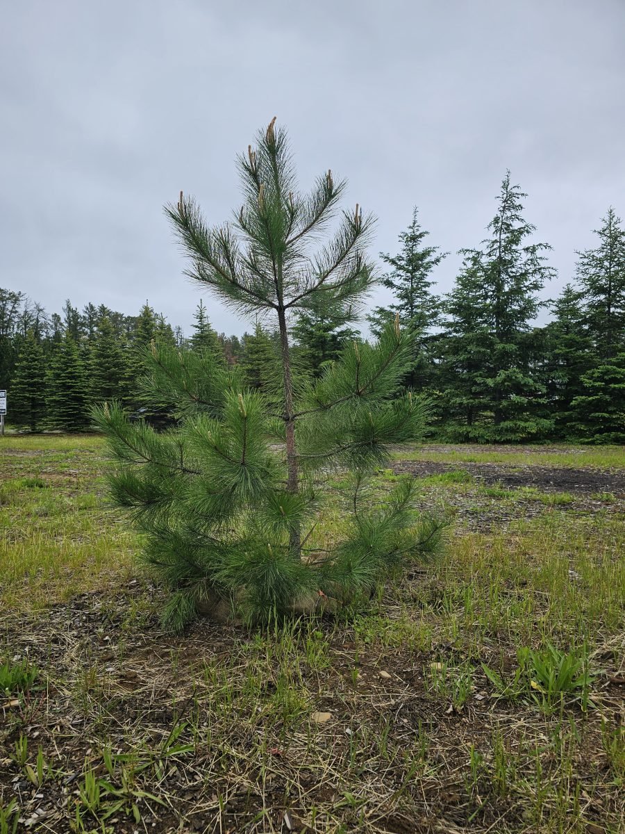 Freshly dug 6-8' Red Pine ready for sale.