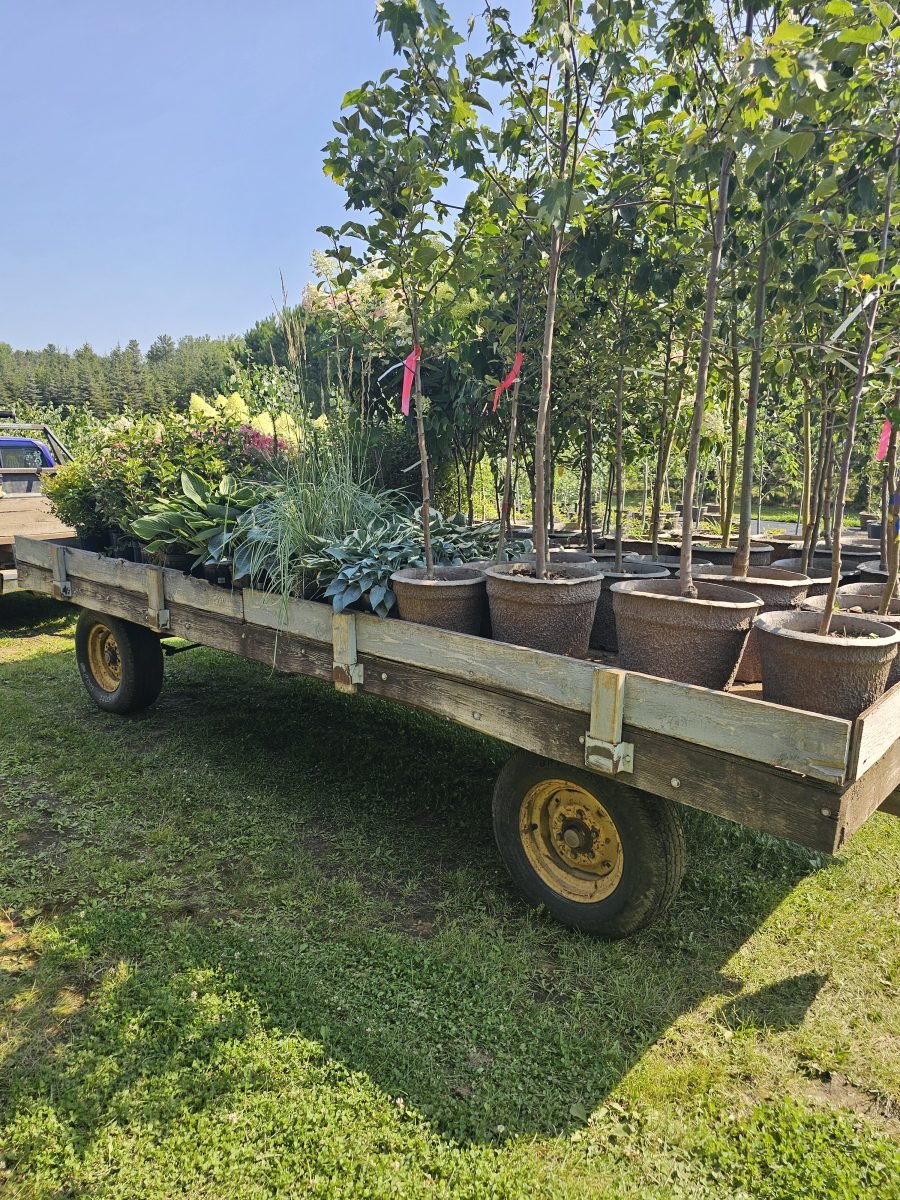 A fresh load of plants on the way to the sales area.