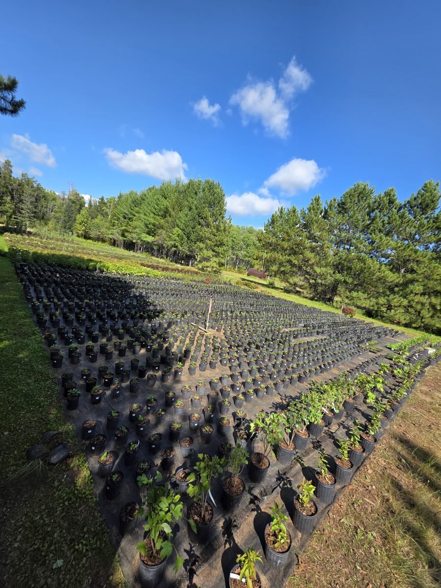 Freshly Potted Cuttings 2025